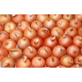 Vente en gros Oignon frais / Oignon jaune / onion rouge exportateurs en Chine exportation d&#39;oignons frais vers dubai